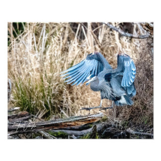 Great Blue Heron Landing - Foto Afdruk