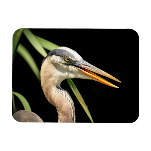 Great Blue Heron Magneet (Horizontaal)