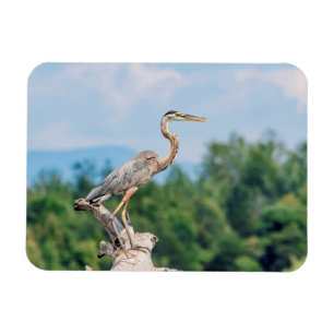 Great Blue Heron Magneet