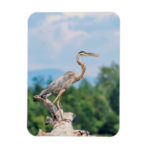 Great Blue Heron Magneet