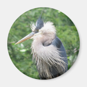 Great Blue Heron magnet Magneet