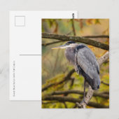 Great Blue Heron met Briefkaart voor valkleuren (Voorkant / Achterkant)