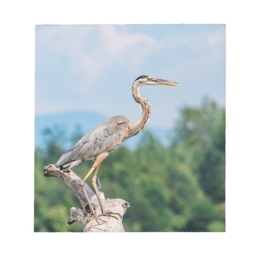 Great Blue Heron Notitieblok (Voorkant)