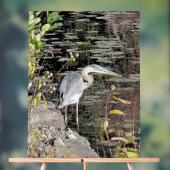 Great Blue Heron on Pond (Neutre)