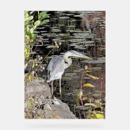 Great Blue Heron on Pond Acryl Bord