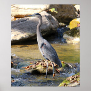 Great Blue Heron op een griezelige foto Poster