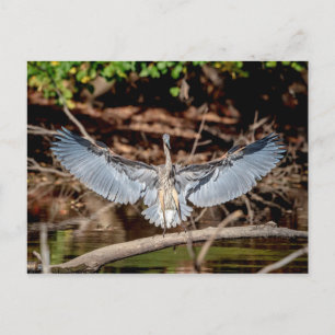 Great Blue Heron op een log Briefkaart