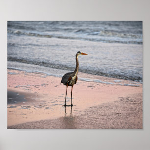 Great Blue Heron op Sunset, Florida Poster