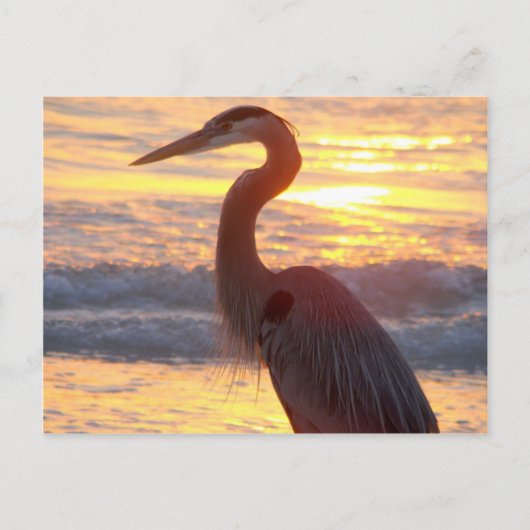 Great Blue Heron op zonsondergang Briefkaart (Voorkant)