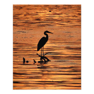 Great Blue Heron op zonsondergang Foto Afdruk