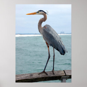 Great Blue Heron poster