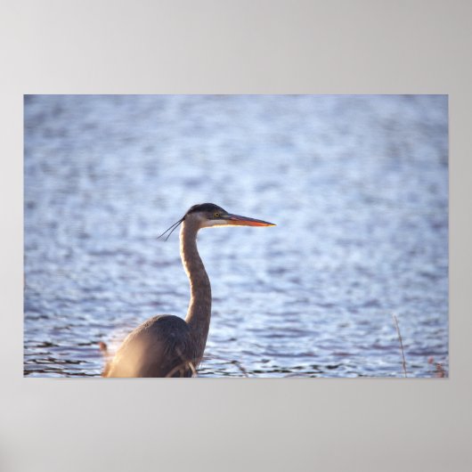 Great Blue Heron Poster (Voorkant)