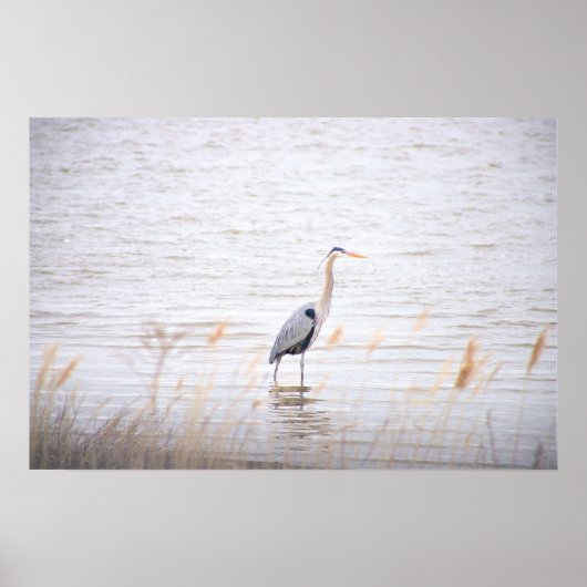 Great Blue Heron Poster (Voorkant)