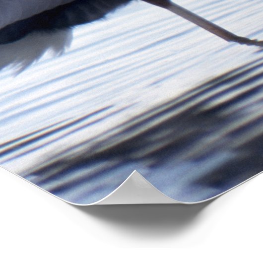 Great Blue Heron Poster (Hoek)