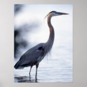 Great Blue Heron Poster (Voorkant)