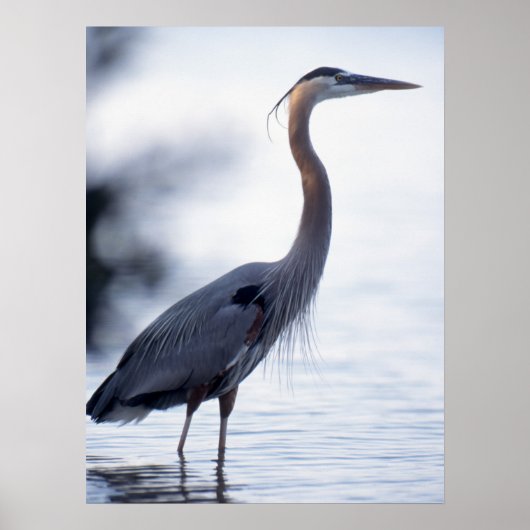 Great Blue Heron Poster (Voorkant)