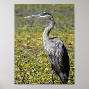 Great Blue Heron Poster