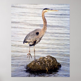 Great Blue Heron Poster