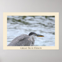 Great Blue Heron Poster