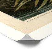 Great Blue Heron Poster (Hoek)