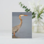 Great Blue Heron Profile Briefkaart (Staand voorkant)