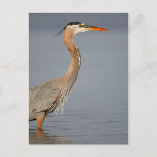 Great Blue Heron Profile Briefkaart