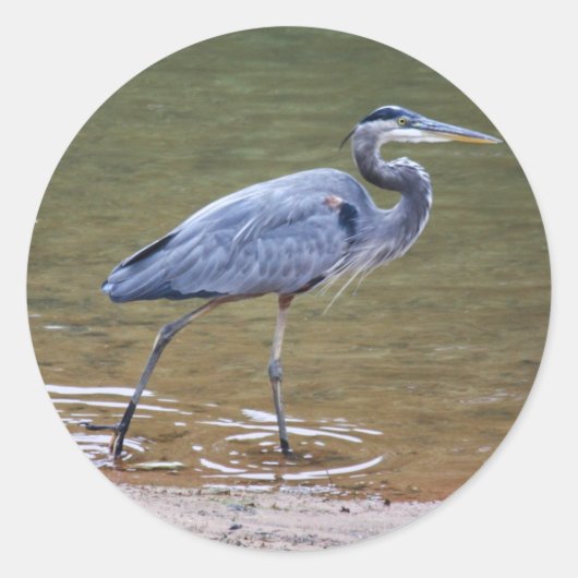 Great Blue Heron Ronde Sticker (Voorkant)