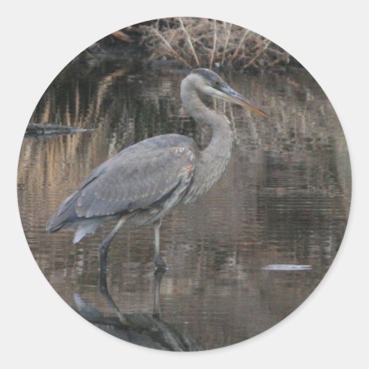 Great Blue Heron Ronde Sticker (Voorkant)
