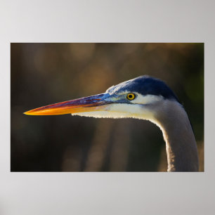 Great Blue Heron, sluit het portret af Poster