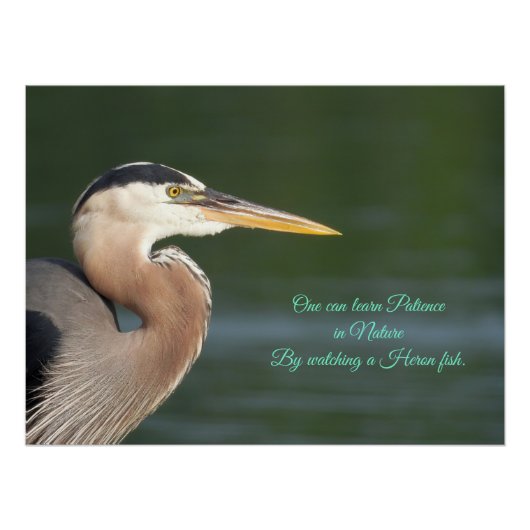 Great Blue Heron sluit tapijt Perfect Poster (Voorkant)