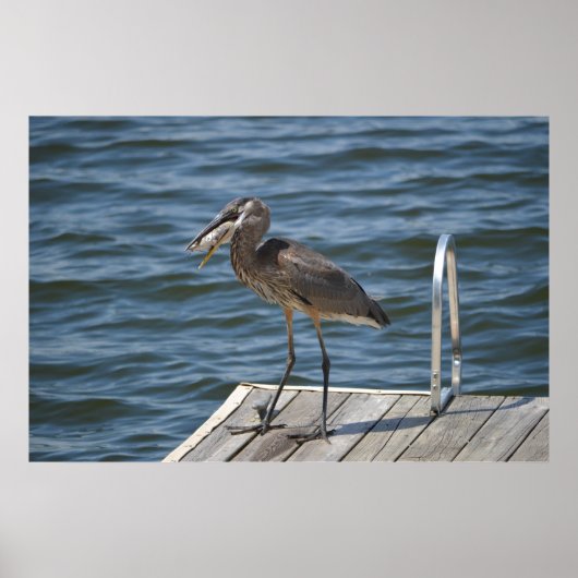 Great Blue Heron Sluiten Poster (Voorkant)