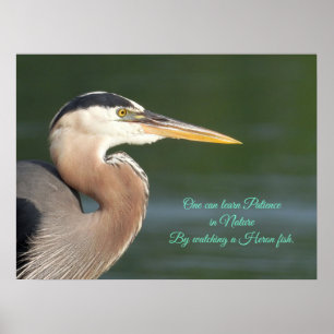 Great Blue Heron Sluiten Poster