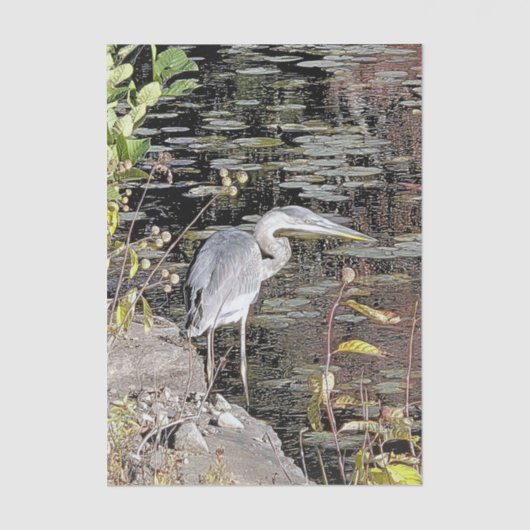 Great Blue Heron Stretched Canvas Print Tissuepapier (Voorkant)