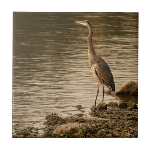 Great Blue Heron Tegeltje (Voorkant)