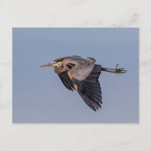 Great Blue Heron tijdens de vlucht Briefkaart