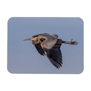 Great Blue Heron tijdens de vlucht Magneet