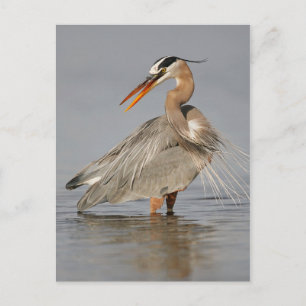 Great Blue Heron Twisting Briefkaart