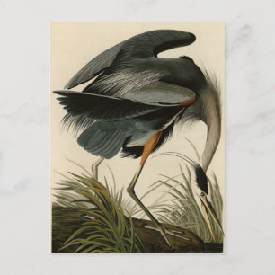 Great Blue Heron uit Audubon's Birds of America Briefkaart