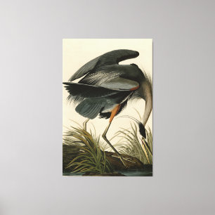 Great Blue Heron uit Audubon's Birds of America Canvas Afdruk