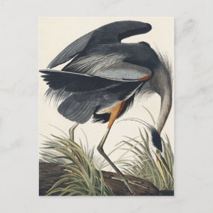 Great Blue Heron van vogels uit Amerika Briefkaart