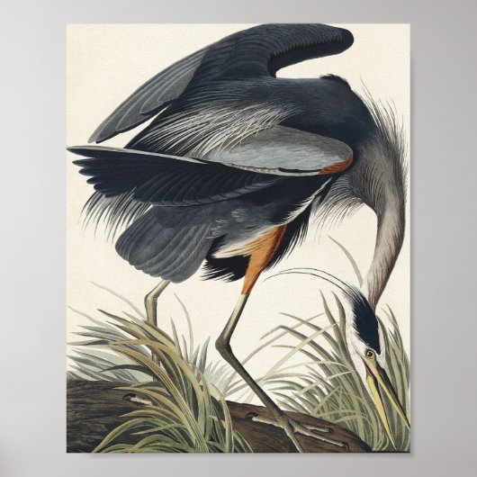 Great Blue Heron van vogels uit Amerika Poster (Voorkant)