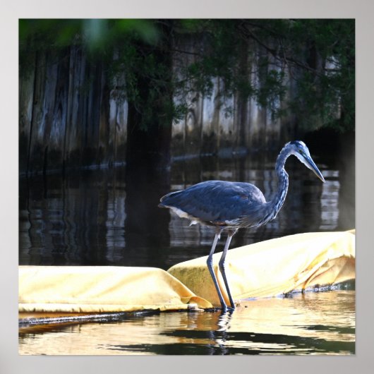 Great Blue Heron Waiting Poster (Voorkant)