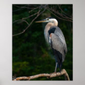 Great Blue Heron Wall Art Poster (Voorkant)