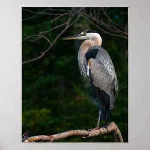 Great Blue Heron Wall Art Poster