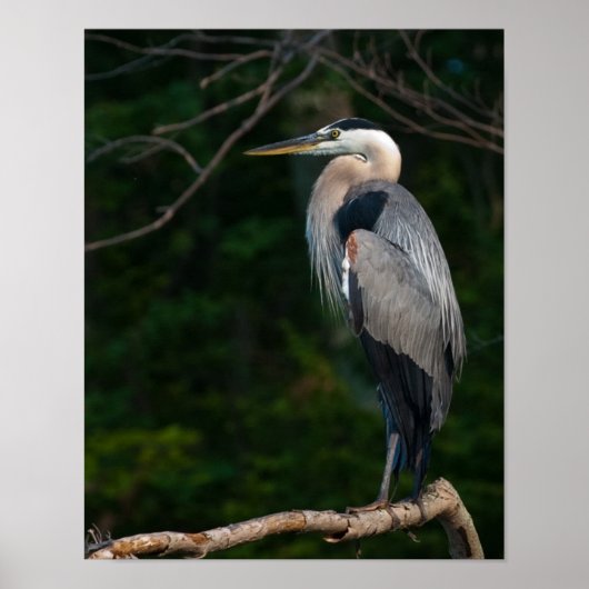 Great Blue Heron Wall Art Poster (Voorkant)