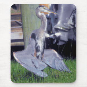 Great Blue Heron-zonnebaden Muismat