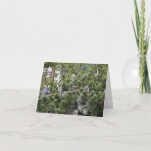 Great Blue Herons Nesting Kaart