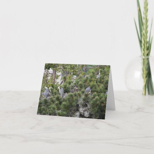 Great Blue Herons Nesting Kaart (Voorkant)