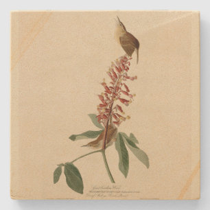 Great Carolina Wren - Audubon's Birds of America Stenen Onderzetter
