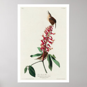 Great Carolina Wren door het Poster Audubon